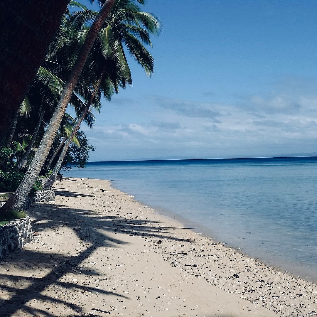 beach with palms